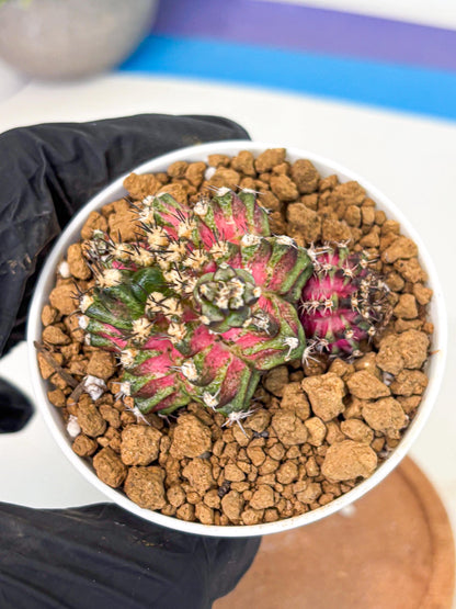 Gymnocalycium T-Rex (gy11) (p3) | Variegated Cactus