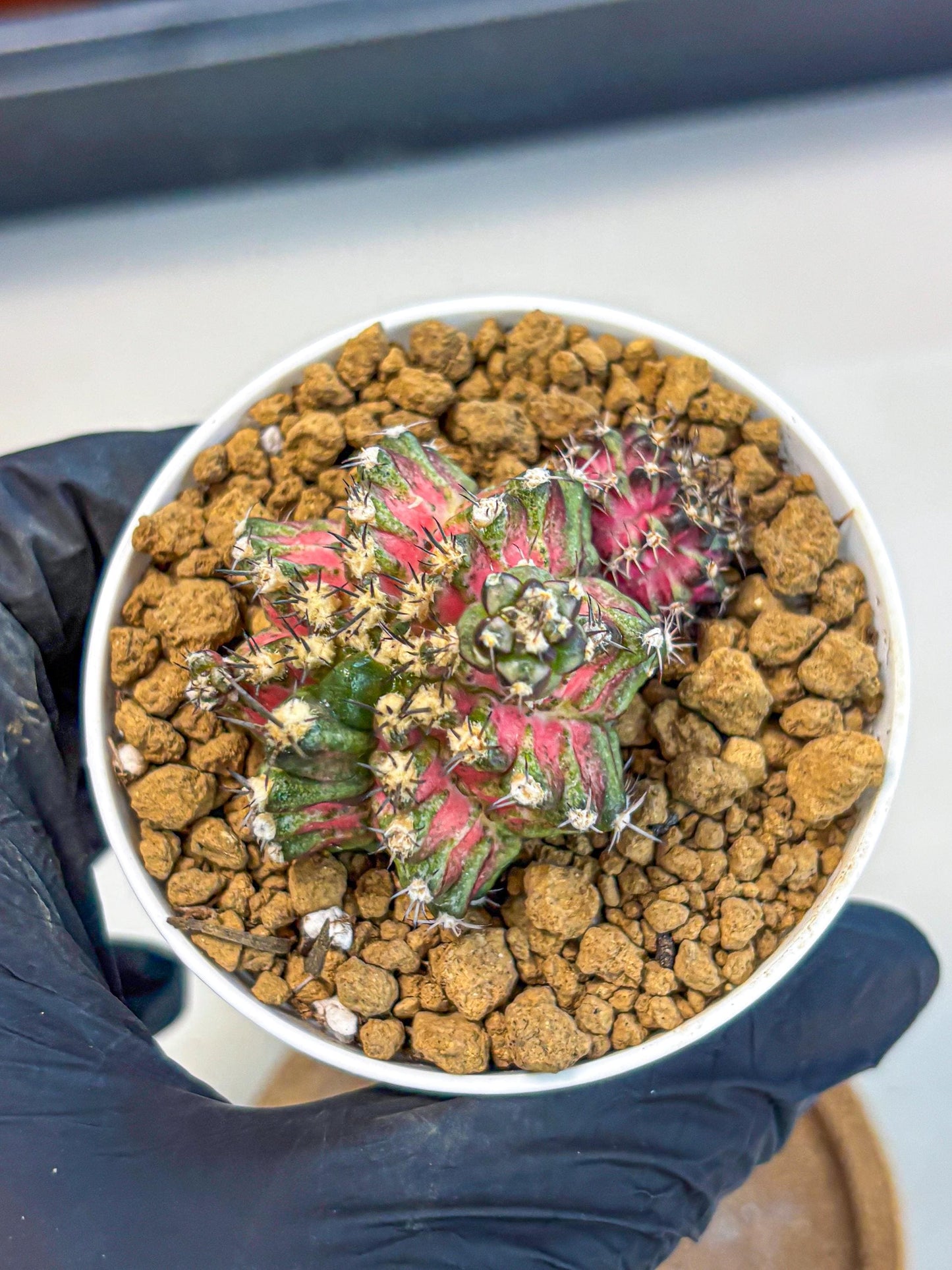 Gymnocalycium T-Rex (gy11) (p3) | Variegated Cactus