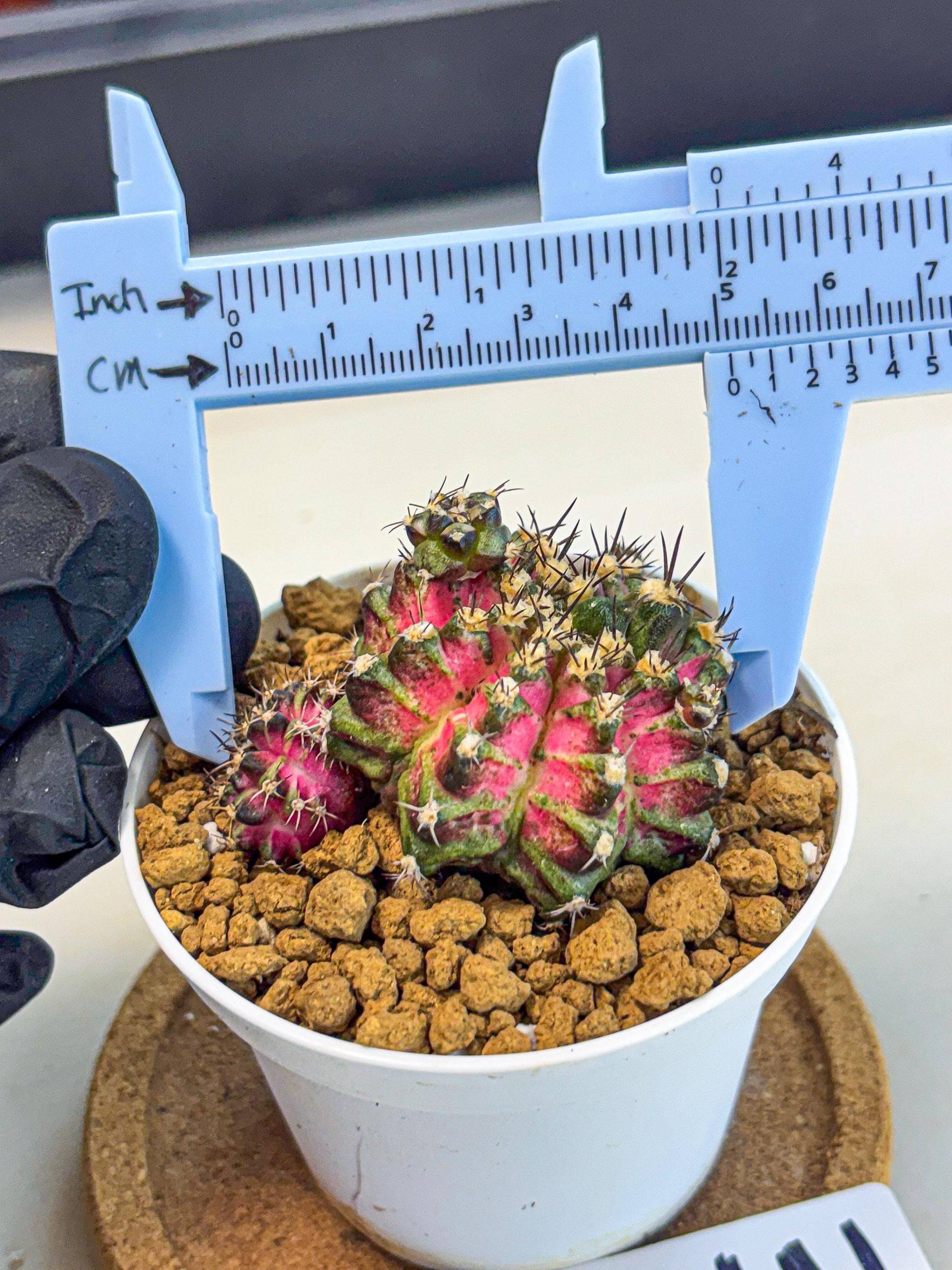 Gymnocalycium T-Rex (gy11) (p3) | Variegated Cactus