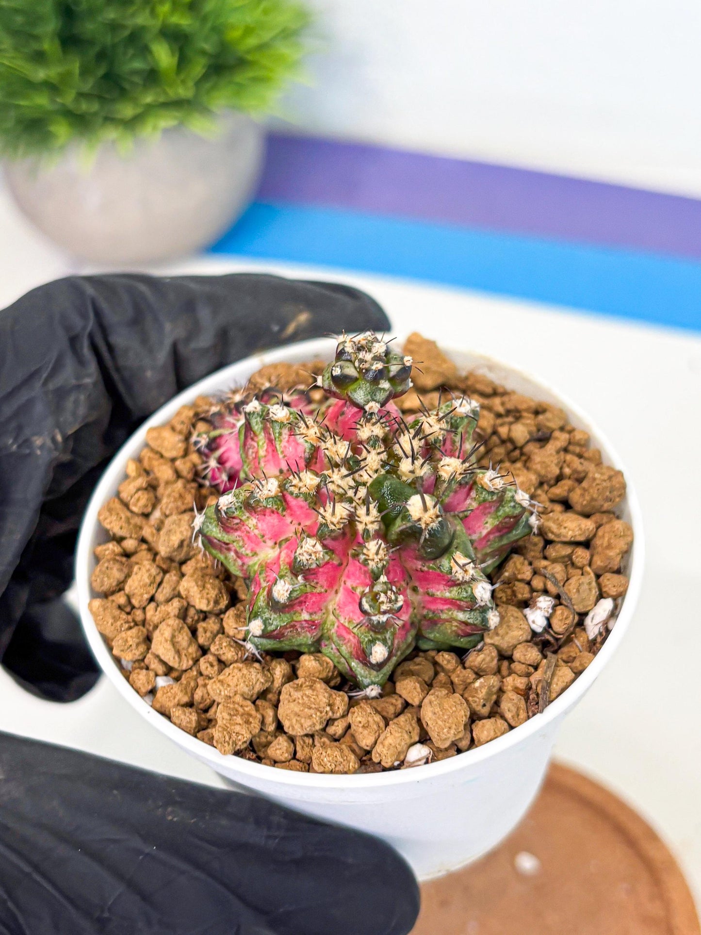 Gymnocalycium T-Rex (gy11) (p3) | Variegated Cactus