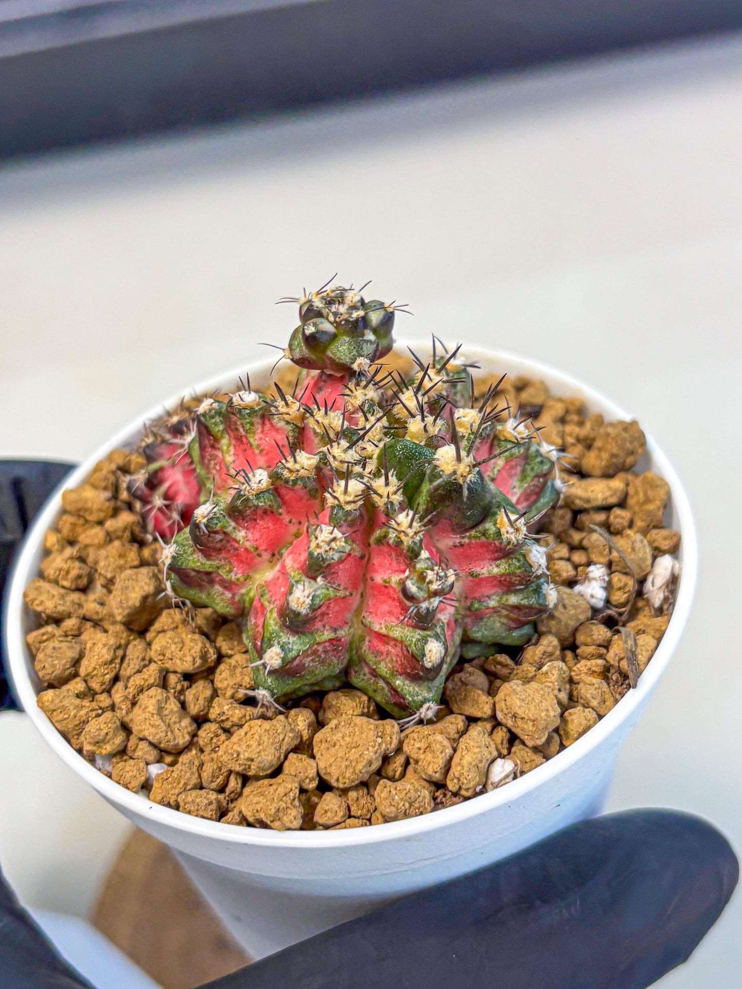 Gymnocalycium T-Rex (gy11) (p3) | Variegated Cactus