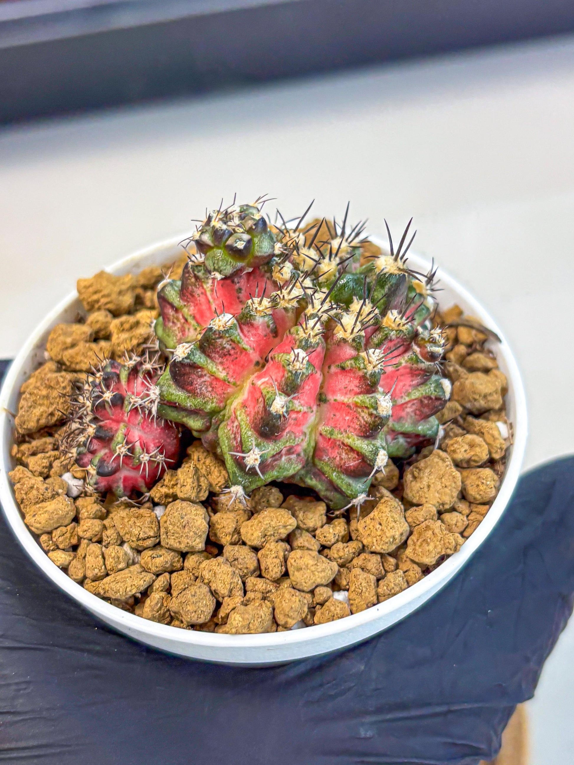 Gymnocalycium T-Rex (gy11) (p3) | Variegated Cactus