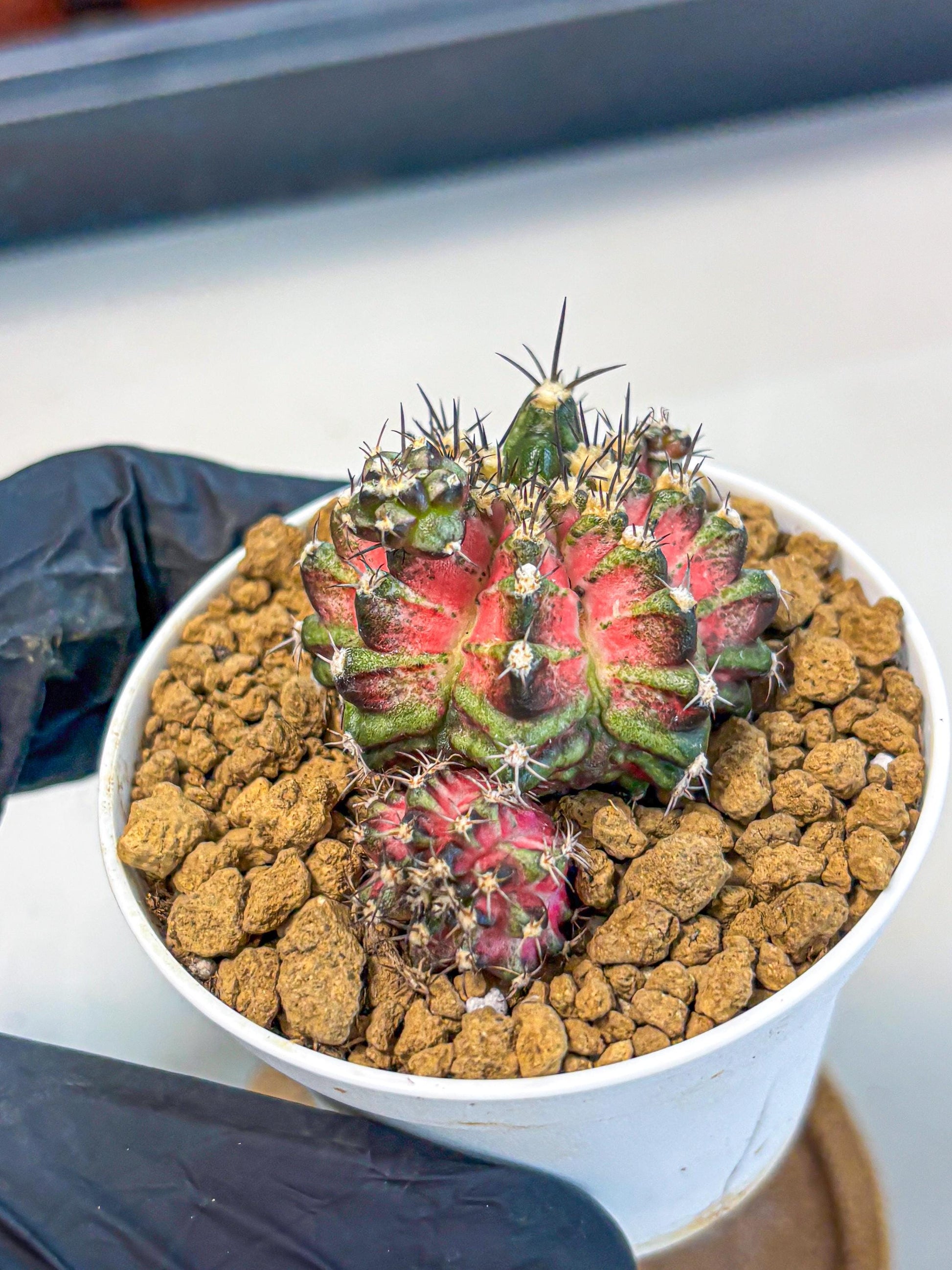 Gymnocalycium T-Rex (gy11) (p3) | Variegated Cactus