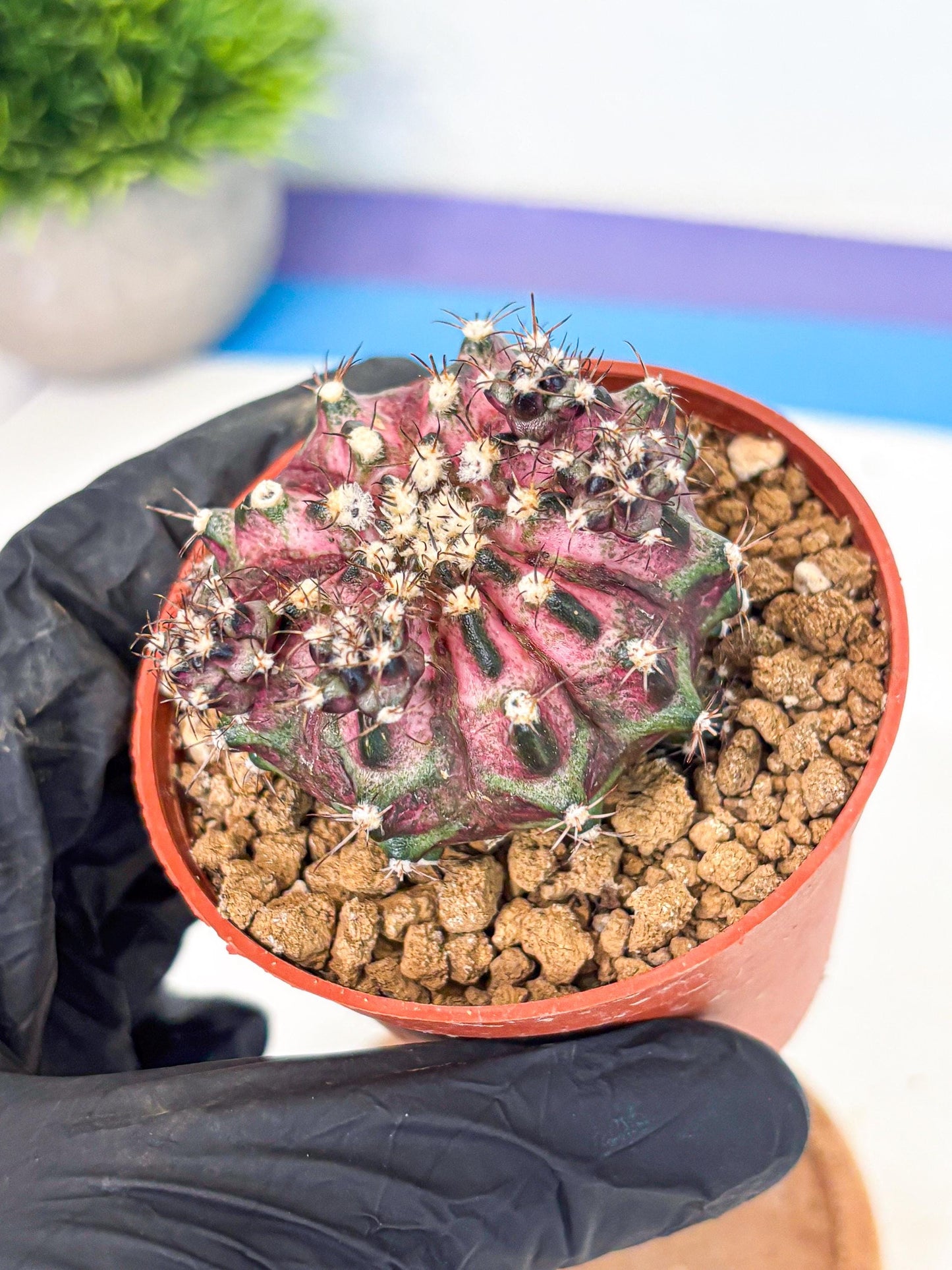 Gymnocalycium T-Rex (gy11) (p4) | Variegated Cactus