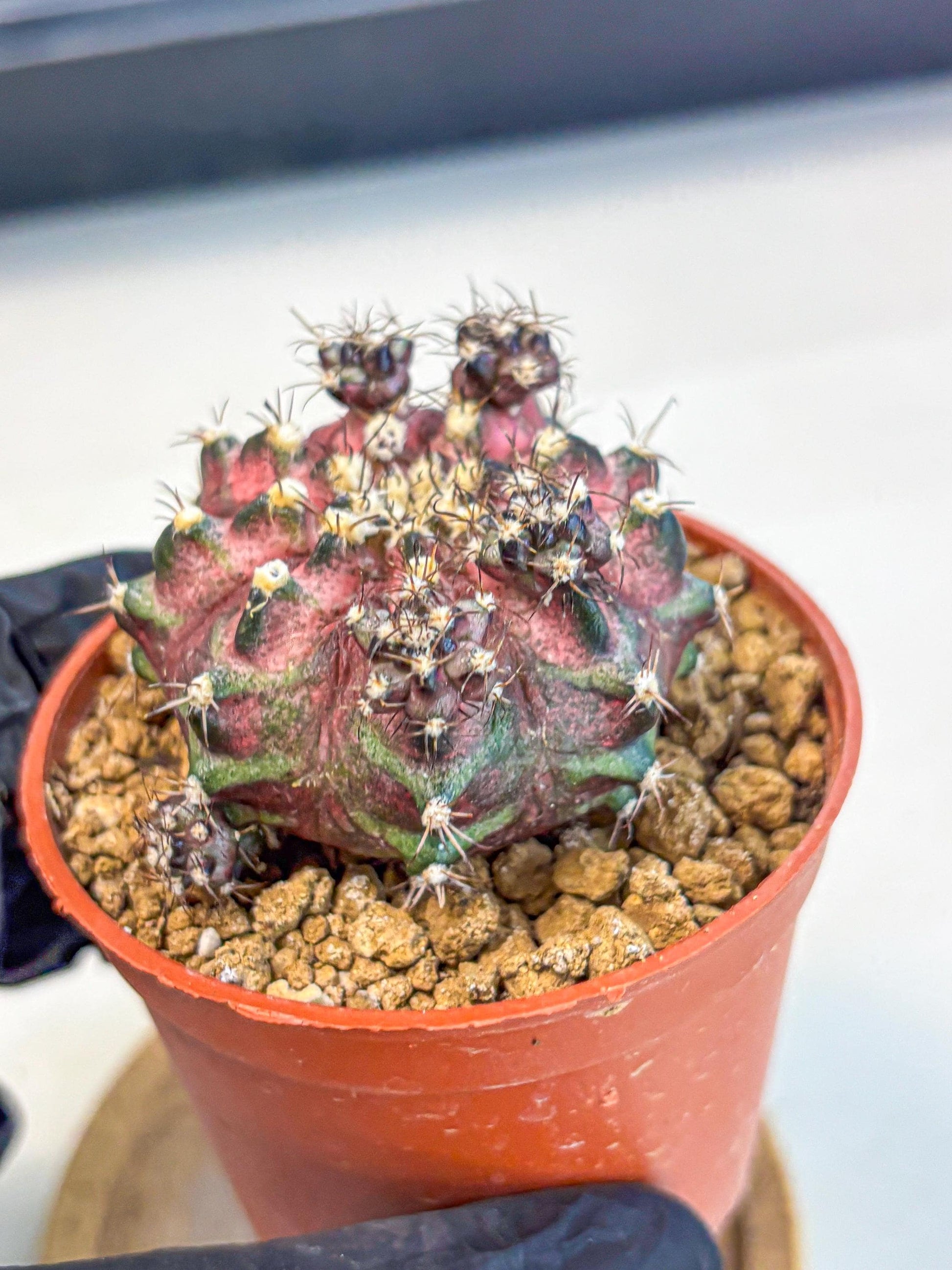 Gymnocalycium T-Rex (gy11) (p4) | Variegated Cactus