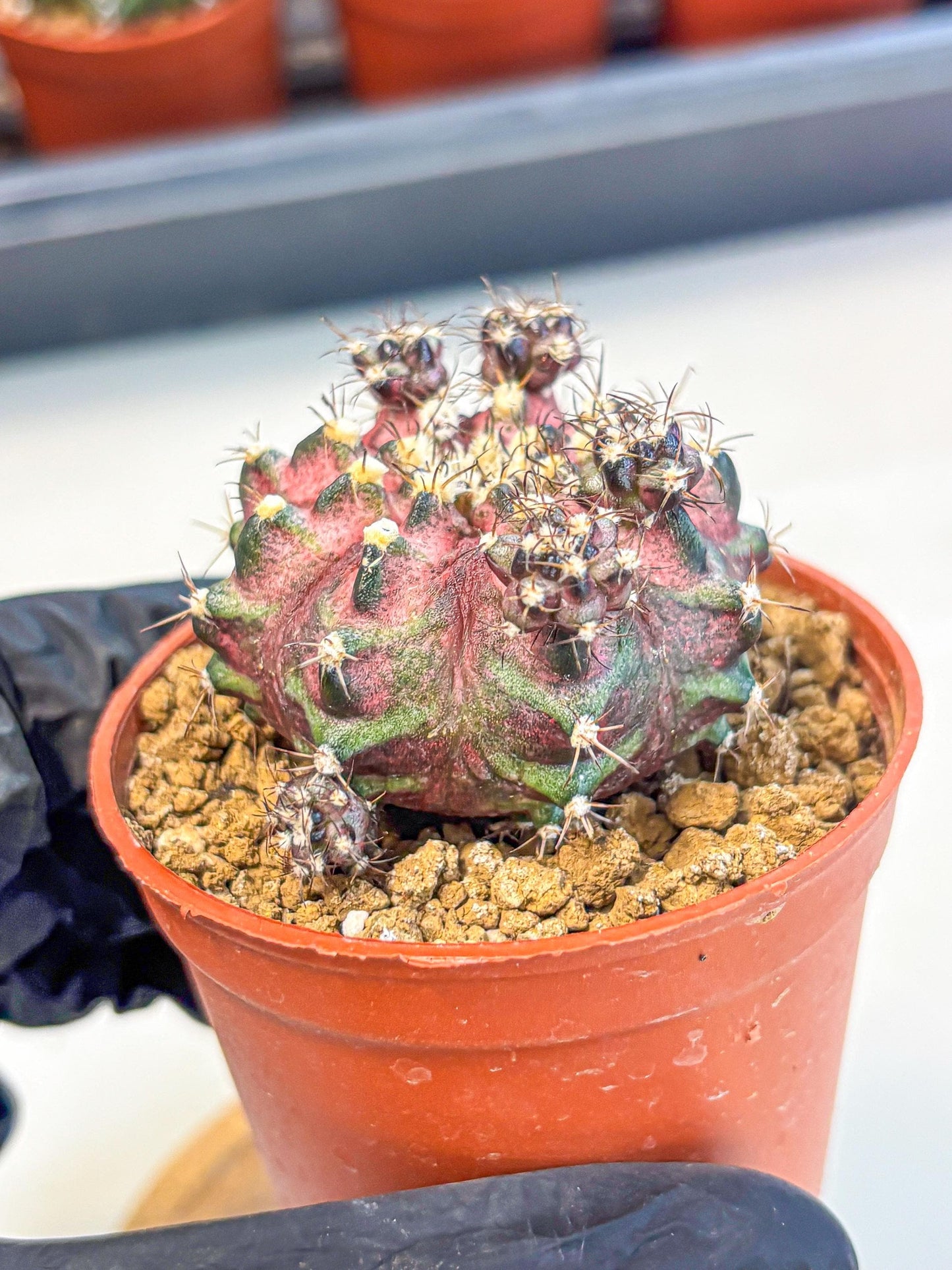 Gymnocalycium T-Rex (gy11) (p4) | Variegated Cactus