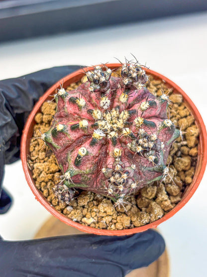 Gymnocalycium T-Rex (gy11) (p4) | Variegated Cactus