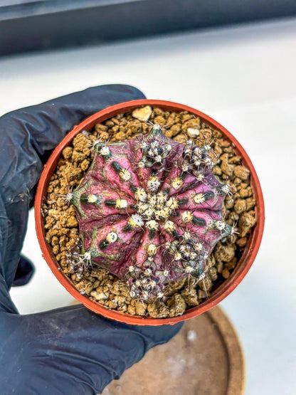 Gymnocalycium T-Rex (gy11) (p4) | Variegated Cactus