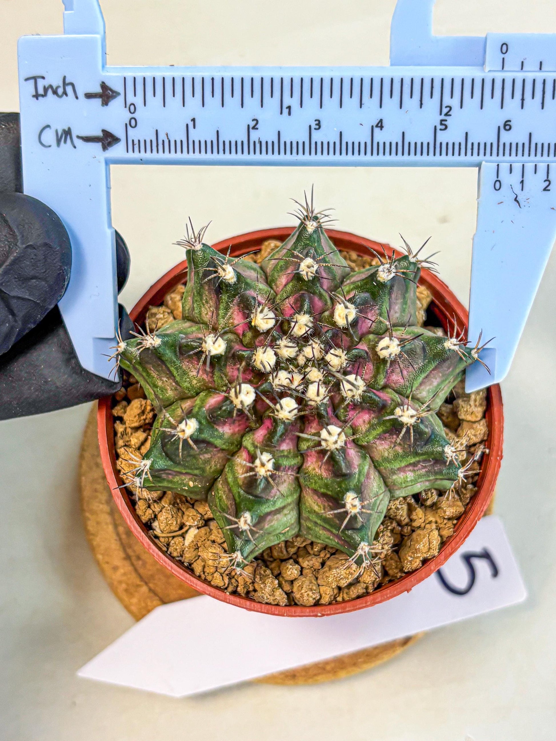 Gymnocalycium T-Rex (gy11) (p5) | Variegated Cactus