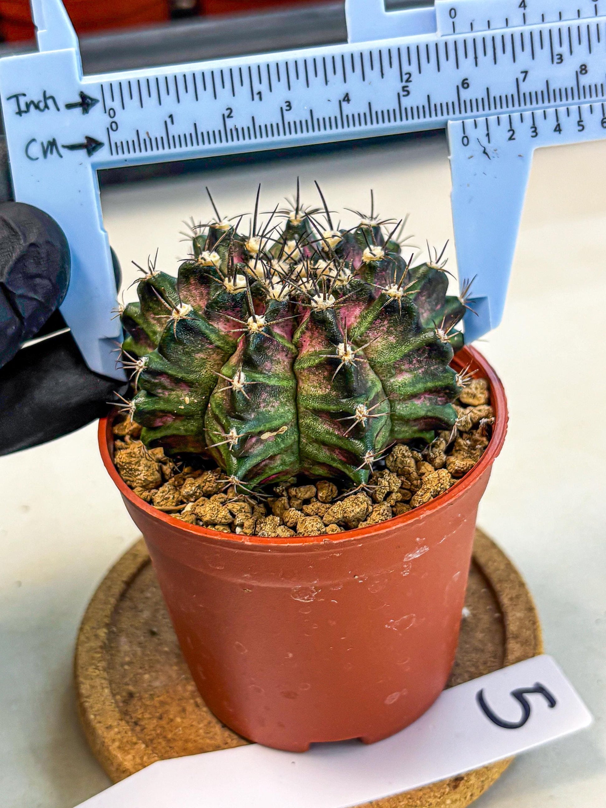 Gymnocalycium T-Rex (gy11) (p5) | Variegated Cactus