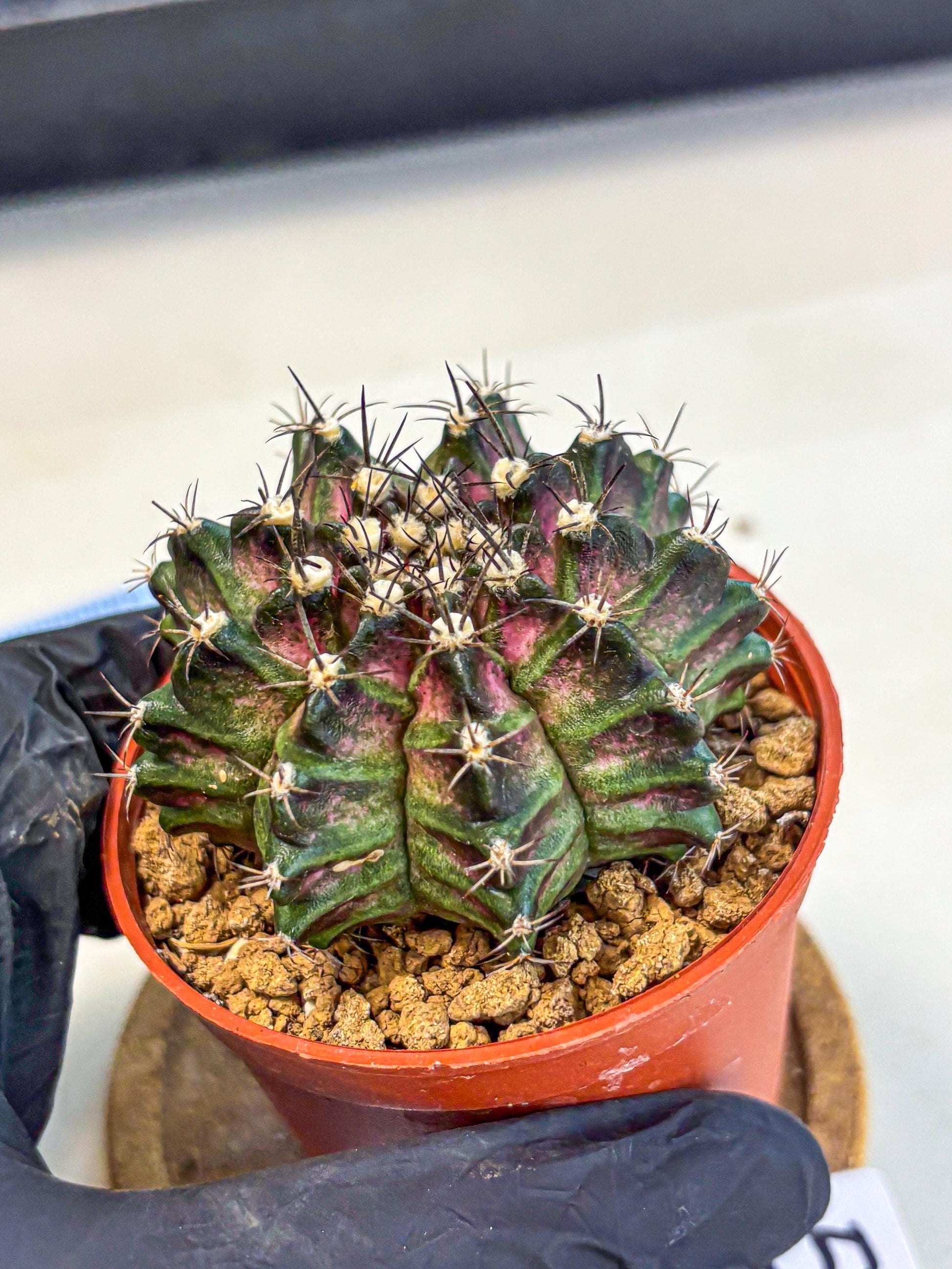 Gymnocalycium T-Rex (gy11) (p5) | Variegated Cactus