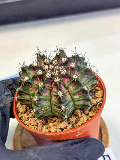 Gymnocalycium T-Rex (gy11) (p5) | Variegated Cactus