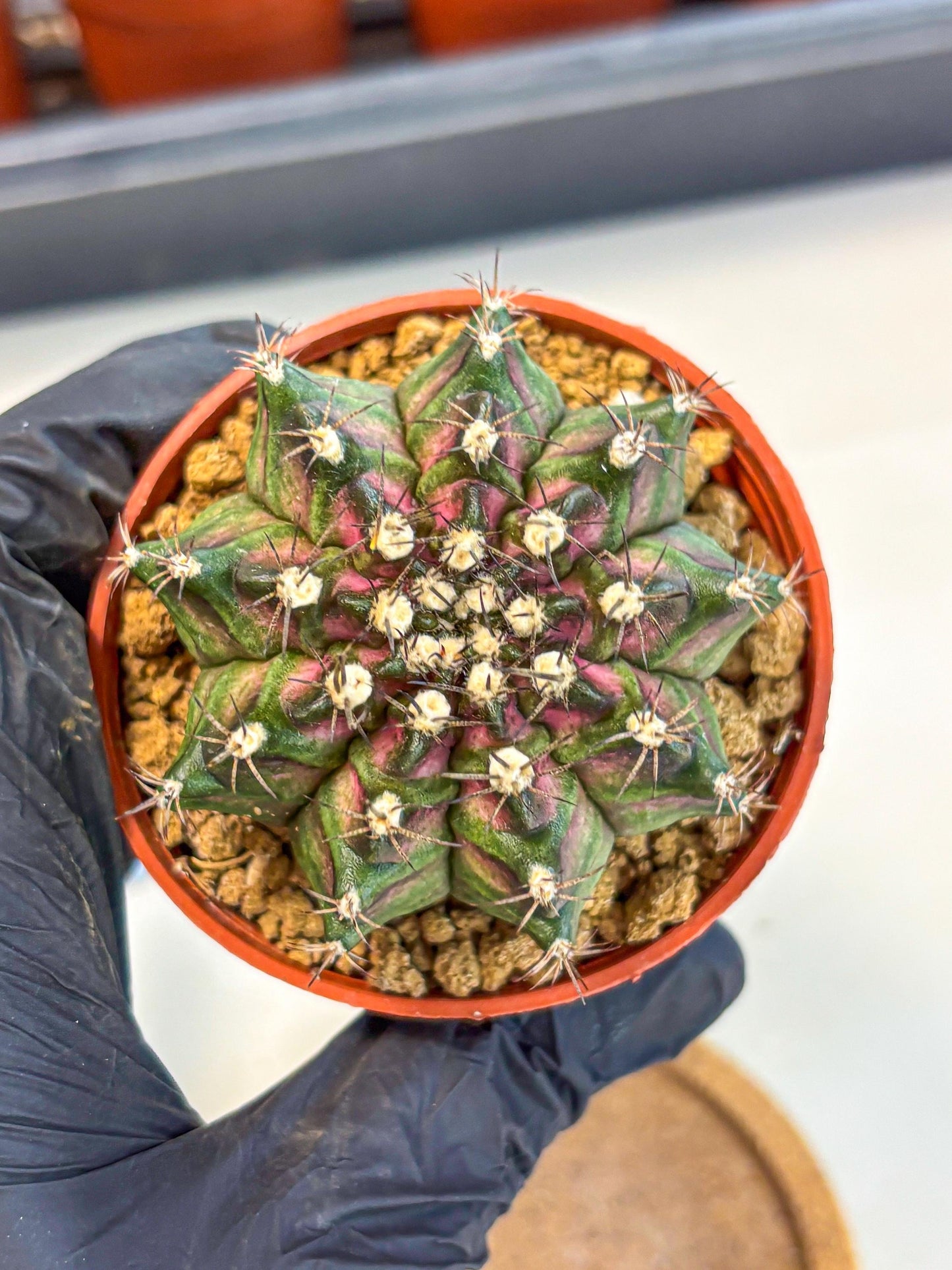 Gymnocalycium T-Rex (gy11) (p5) | Variegated Cactus