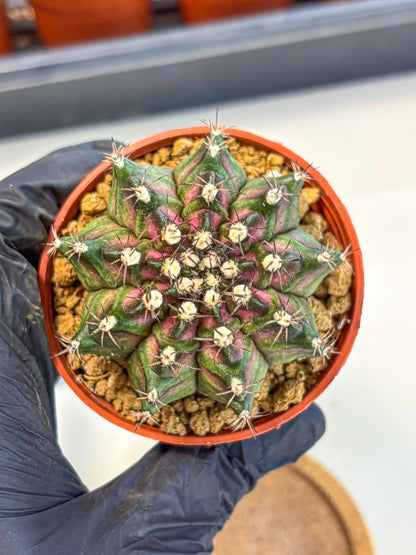 Gymnocalycium T-Rex (gy11) (p5) | Variegated Cactus