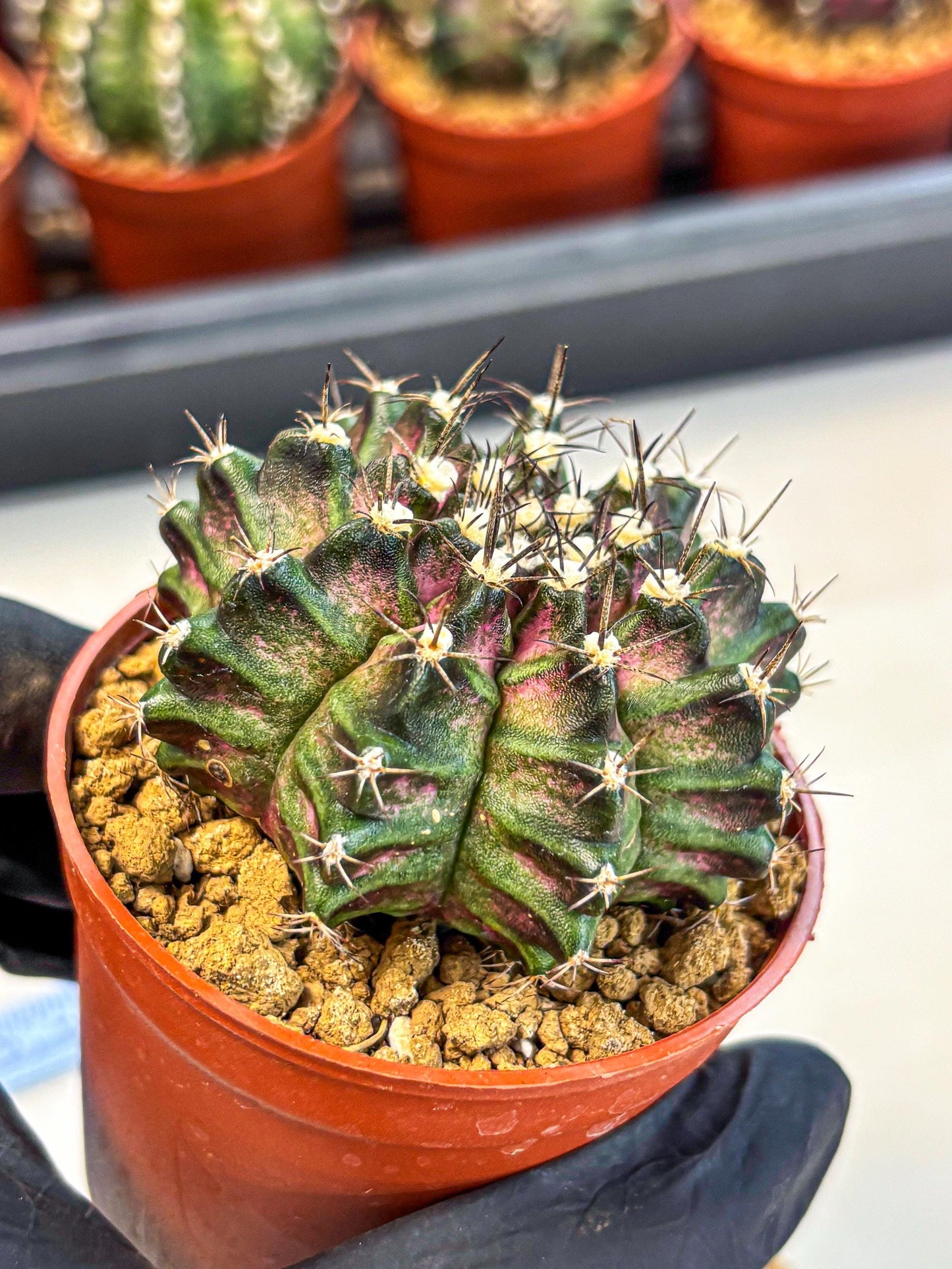 Gymnocalycium T-Rex (gy11) (p5) | Variegated Cactus