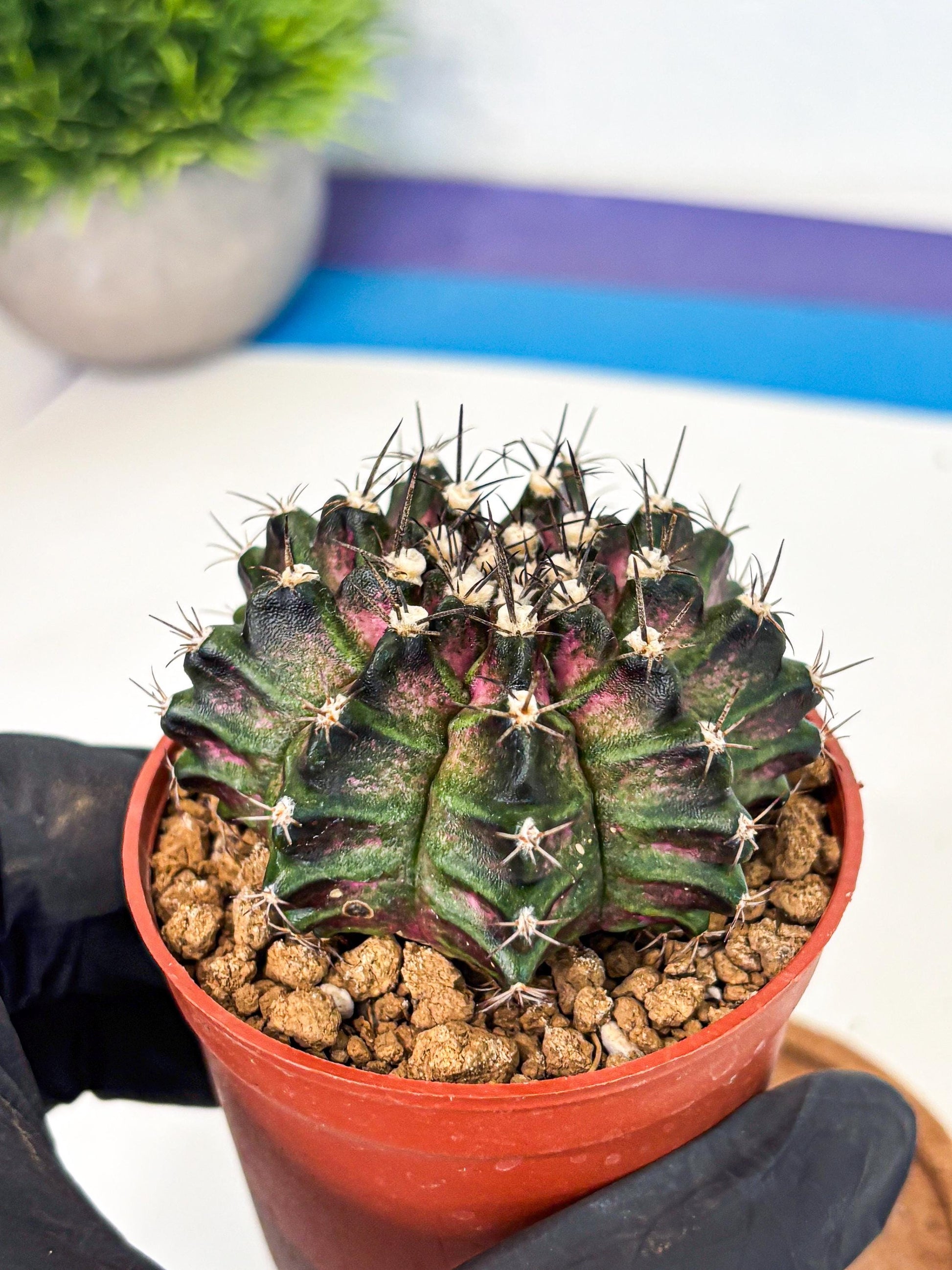 Gymnocalycium T-Rex (gy11) (p5) | Variegated Cactus
