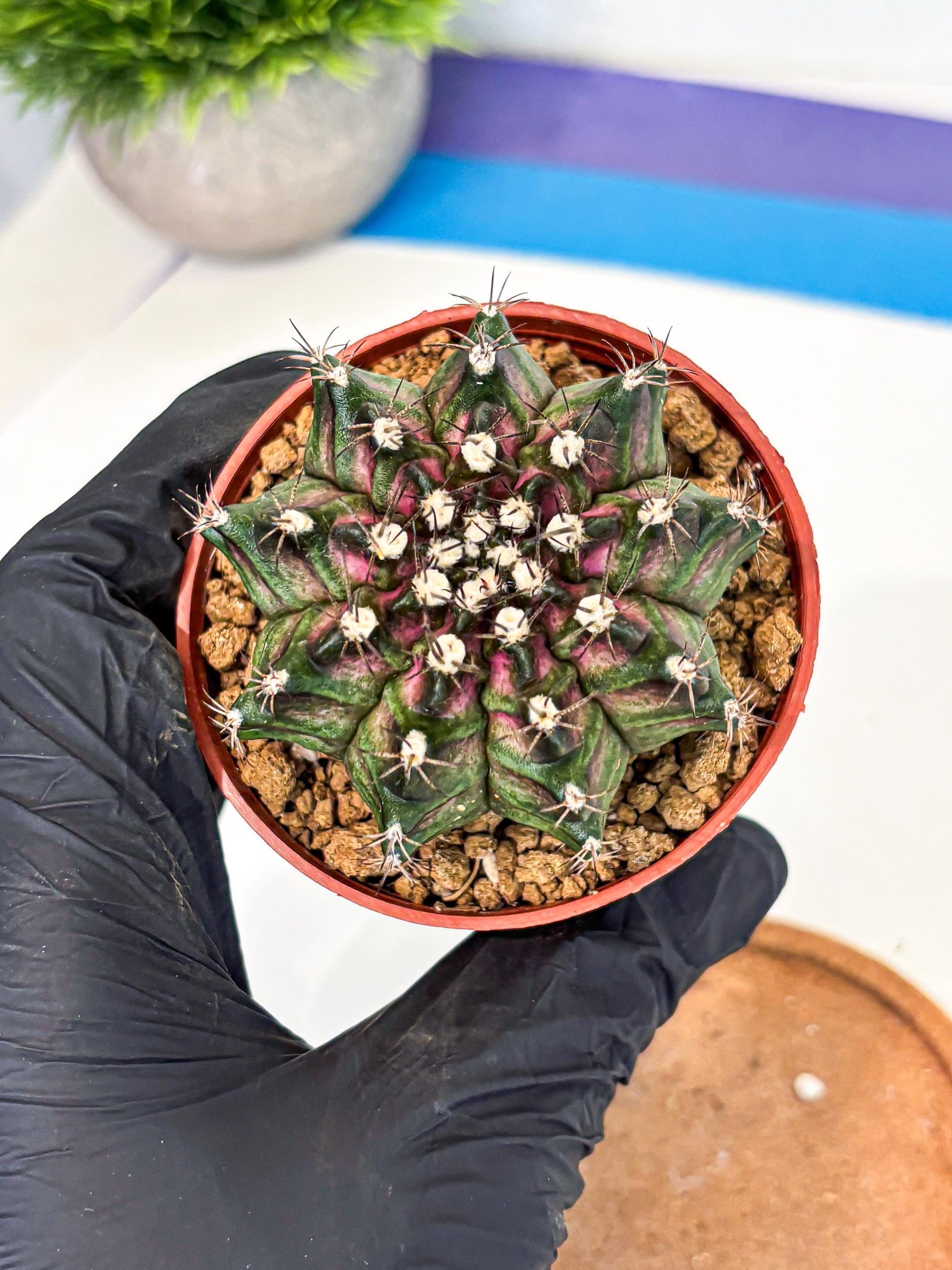 Gymnocalycium T-Rex (gy11) (p5) | Variegated Cactus