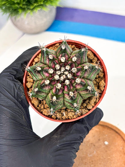 Gymnocalycium T-Rex (gy11) (p5) | Variegated Cactus