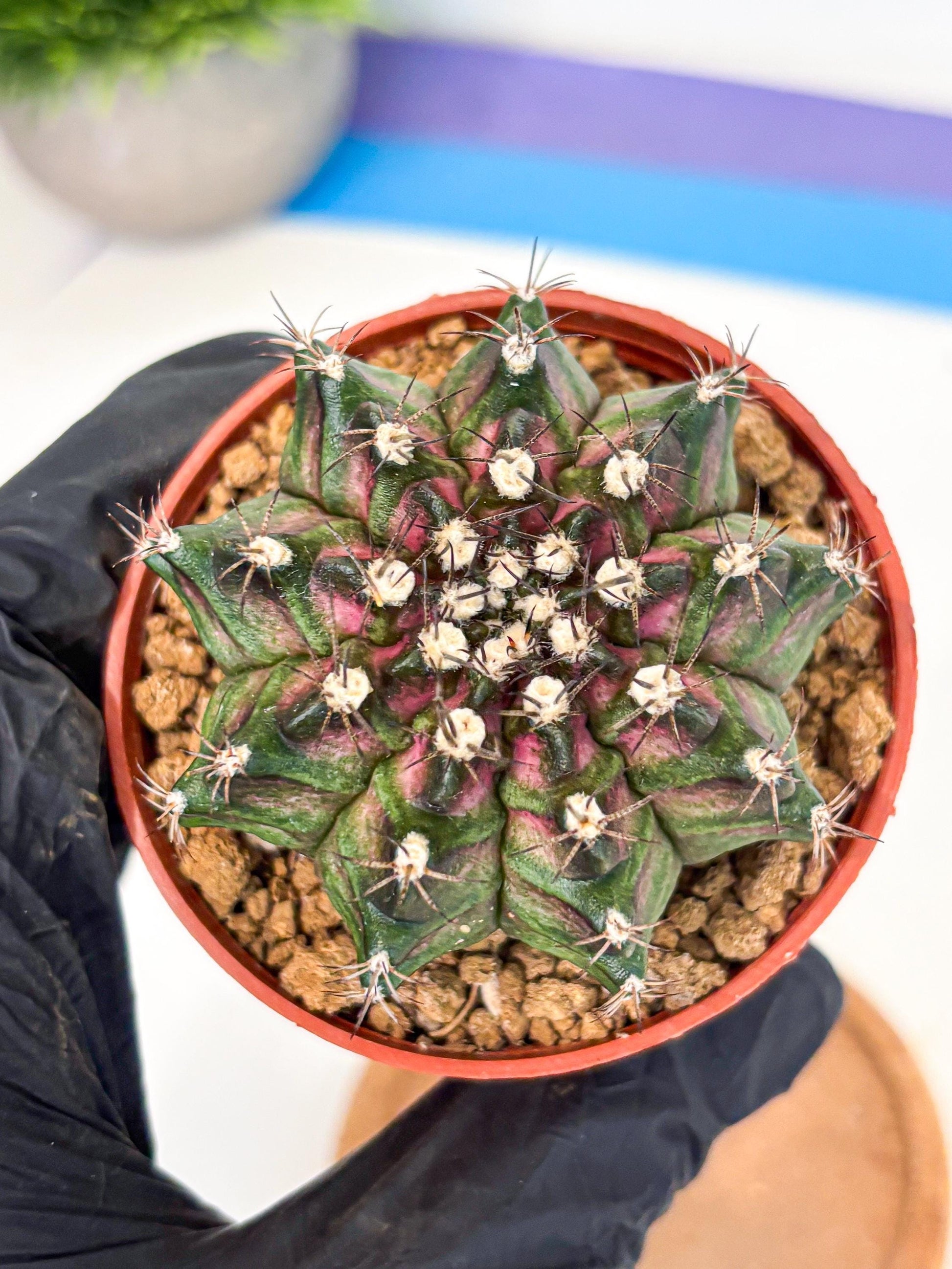 Gymnocalycium T-Rex (gy11) (p5) | Variegated Cactus