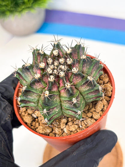 Gymnocalycium T-Rex (gy11) (p5) | Variegated Cactus