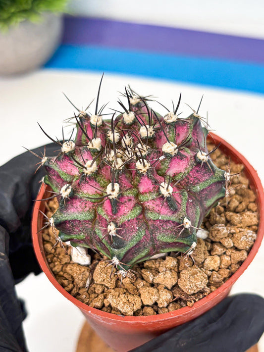 Gymnocalycium T-Rex (gy11) (p6) | Variegated Cactus