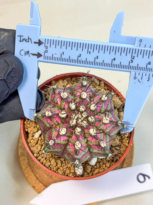 Gymnocalycium T-Rex (gy11) (p6) | Variegated Cactus