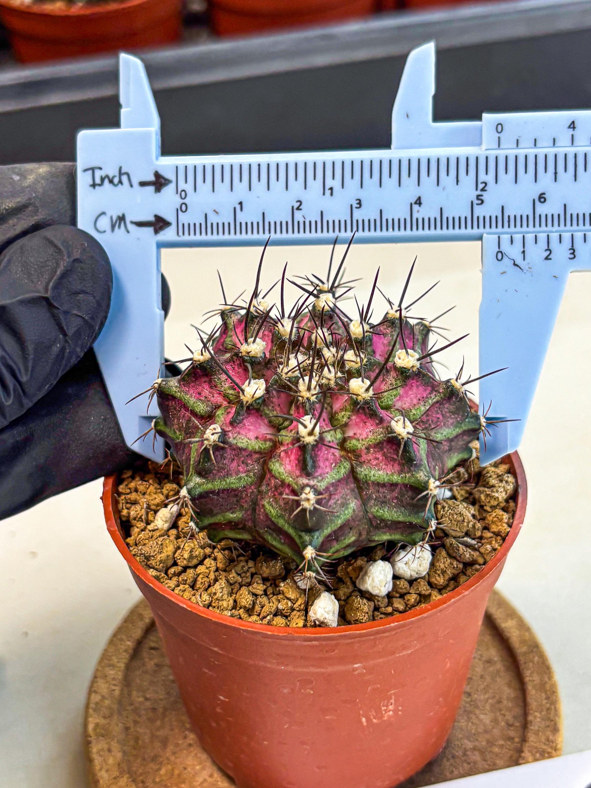 Gymnocalycium T-Rex (gy11) (p6) | Variegated Cactus