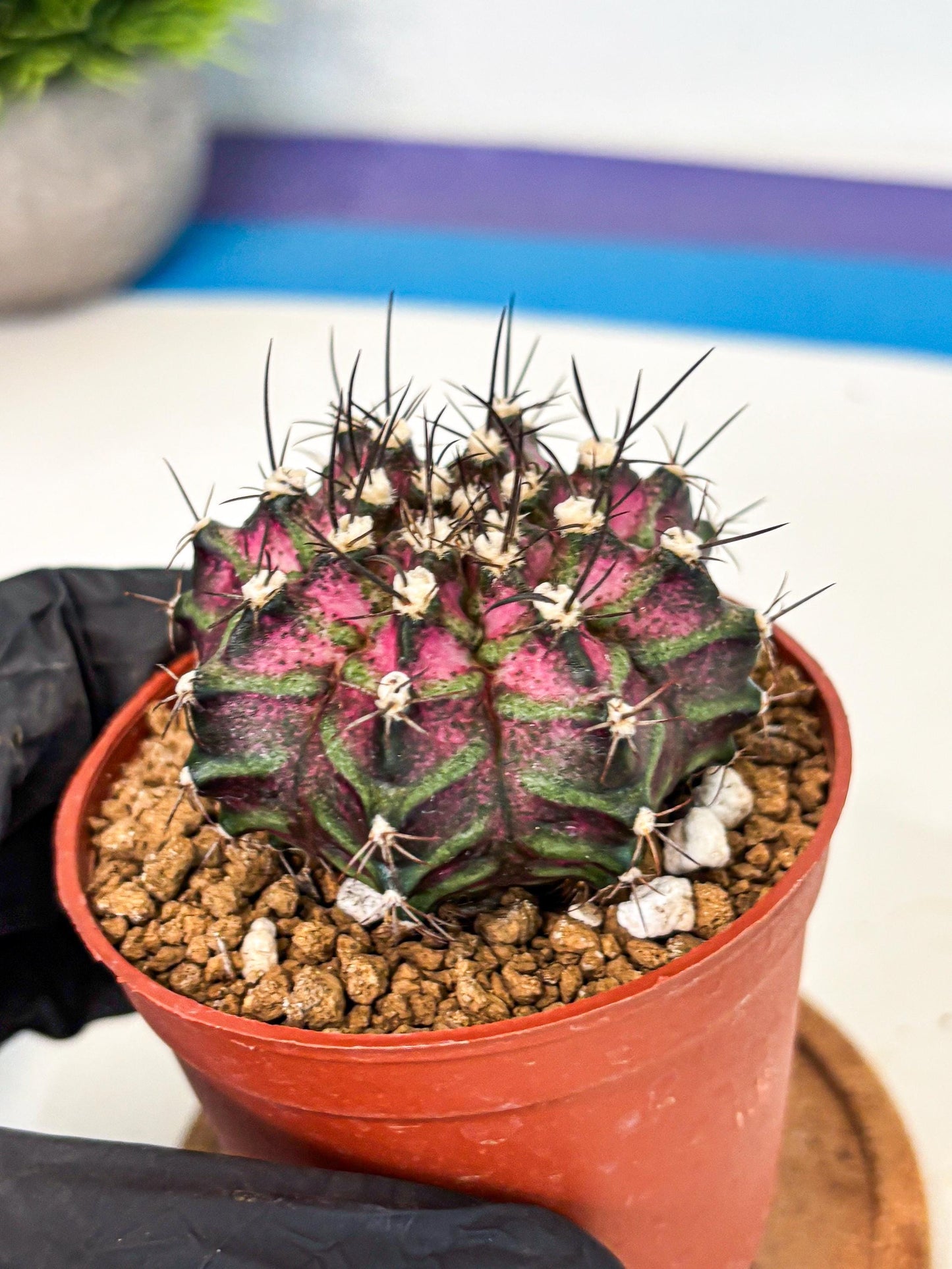 Gymnocalycium T-Rex (gy11) (p6) | Variegated Cactus