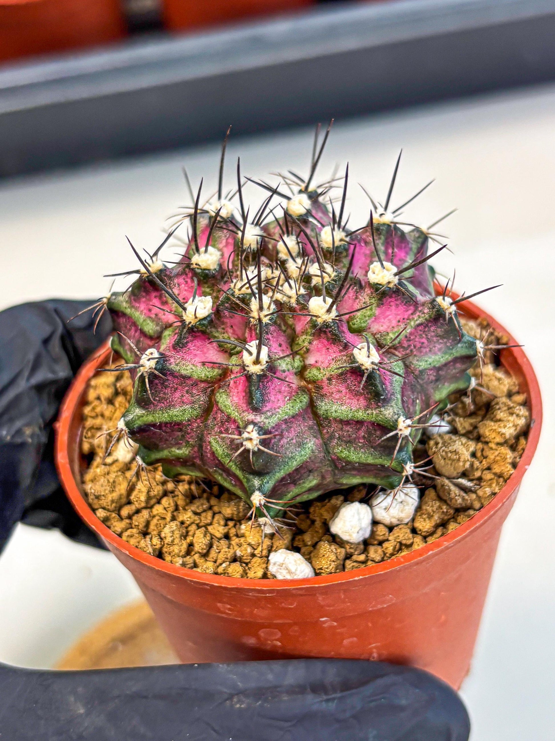Gymnocalycium T-Rex (gy11) (p6) | Variegated Cactus