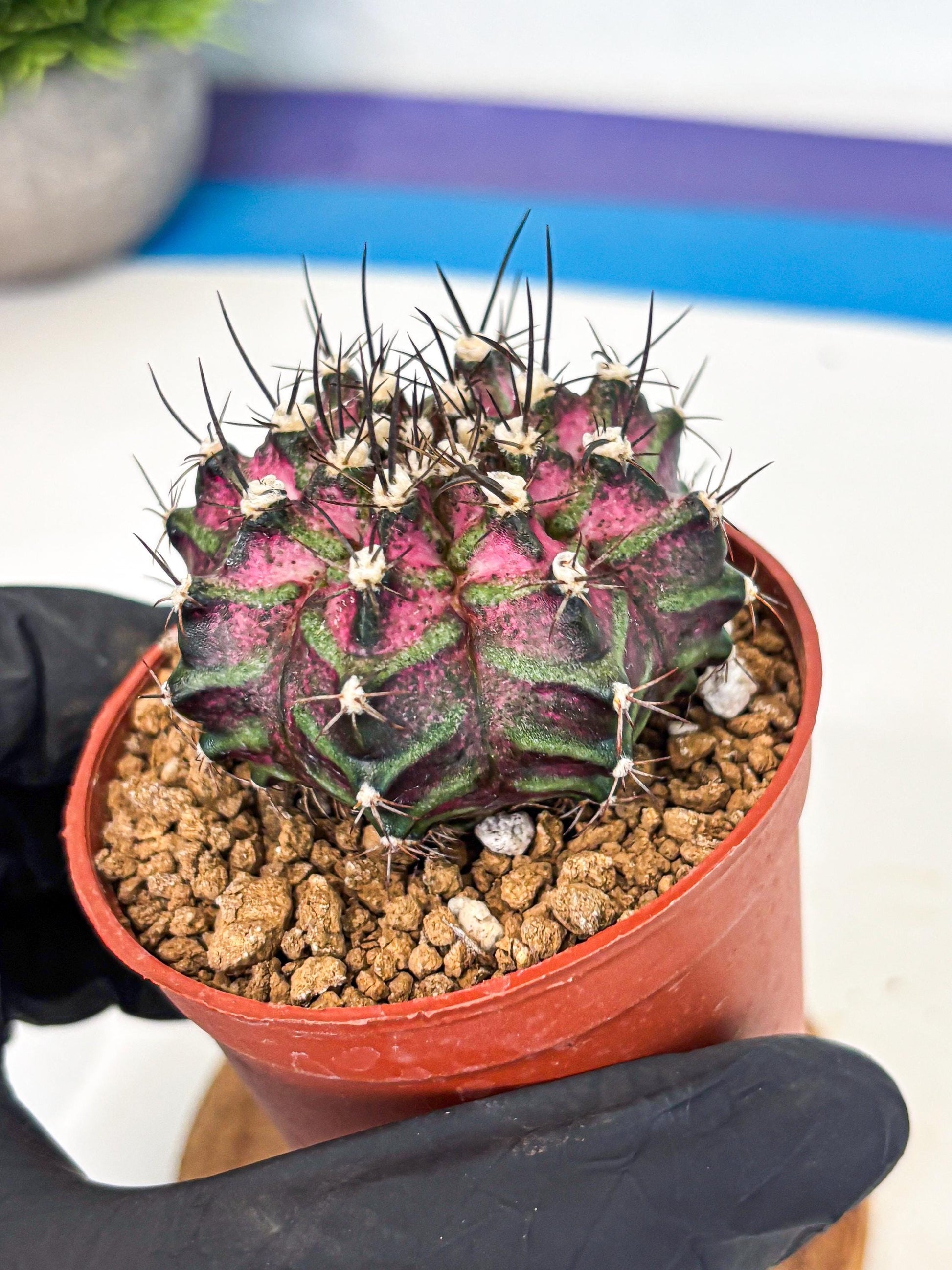 Gymnocalycium T-Rex (gy11) (p6) | Variegated Cactus