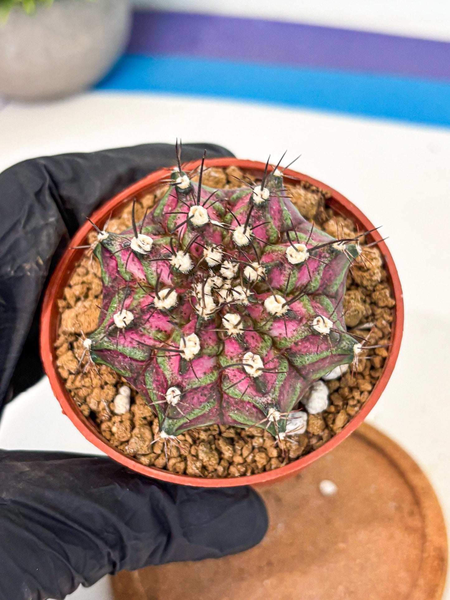 Gymnocalycium T-Rex (gy11) (p6) | Variegated Cactus
