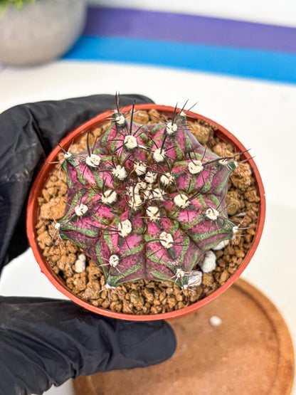 Gymnocalycium T-Rex (gy11) (p6) | Variegated Cactus