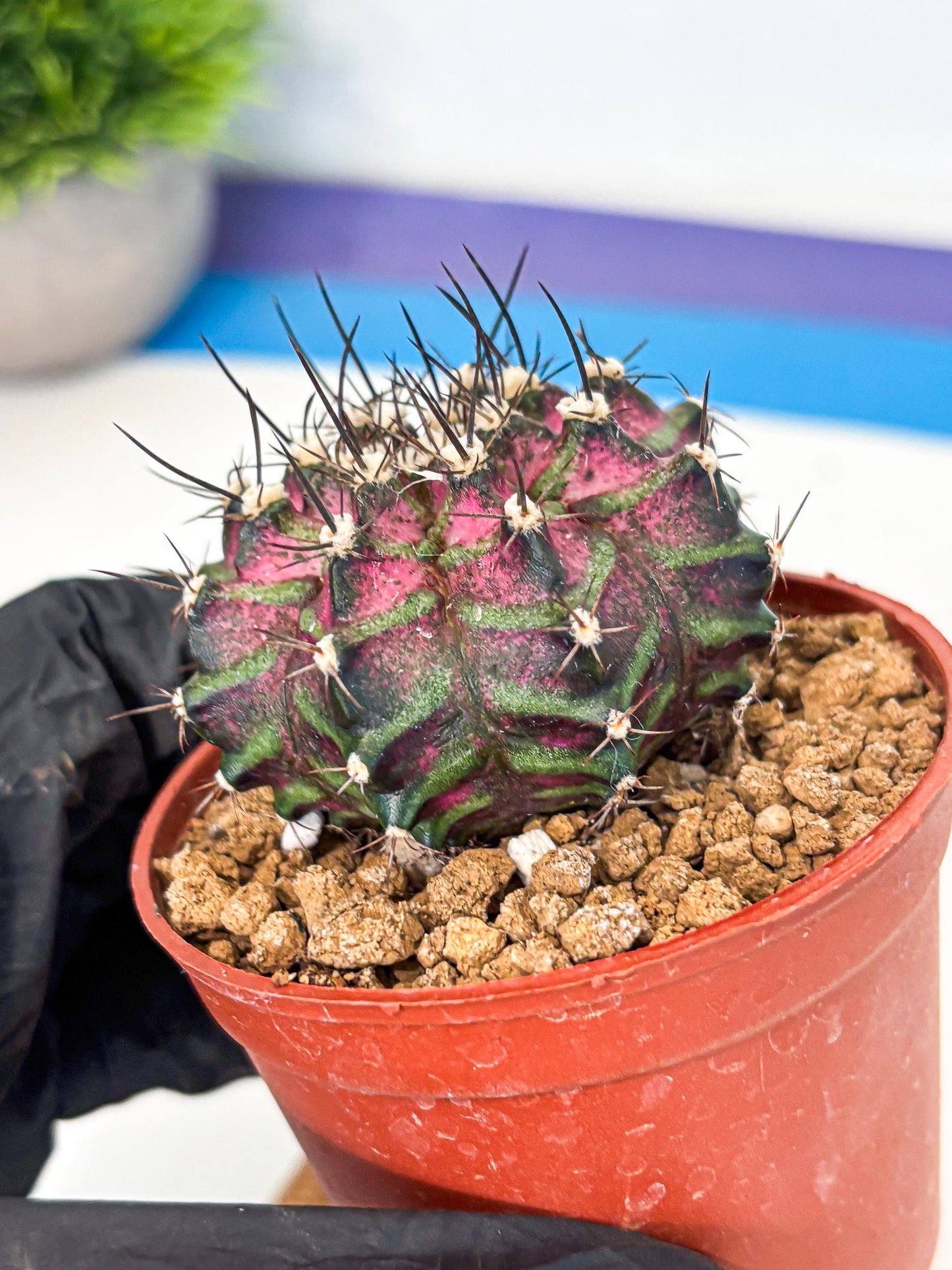 Gymnocalycium T-Rex (gy11) (p6) | Variegated Cactus