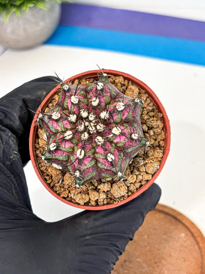 Gymnocalycium T-Rex (gy11) (p6) | Variegated Cactus