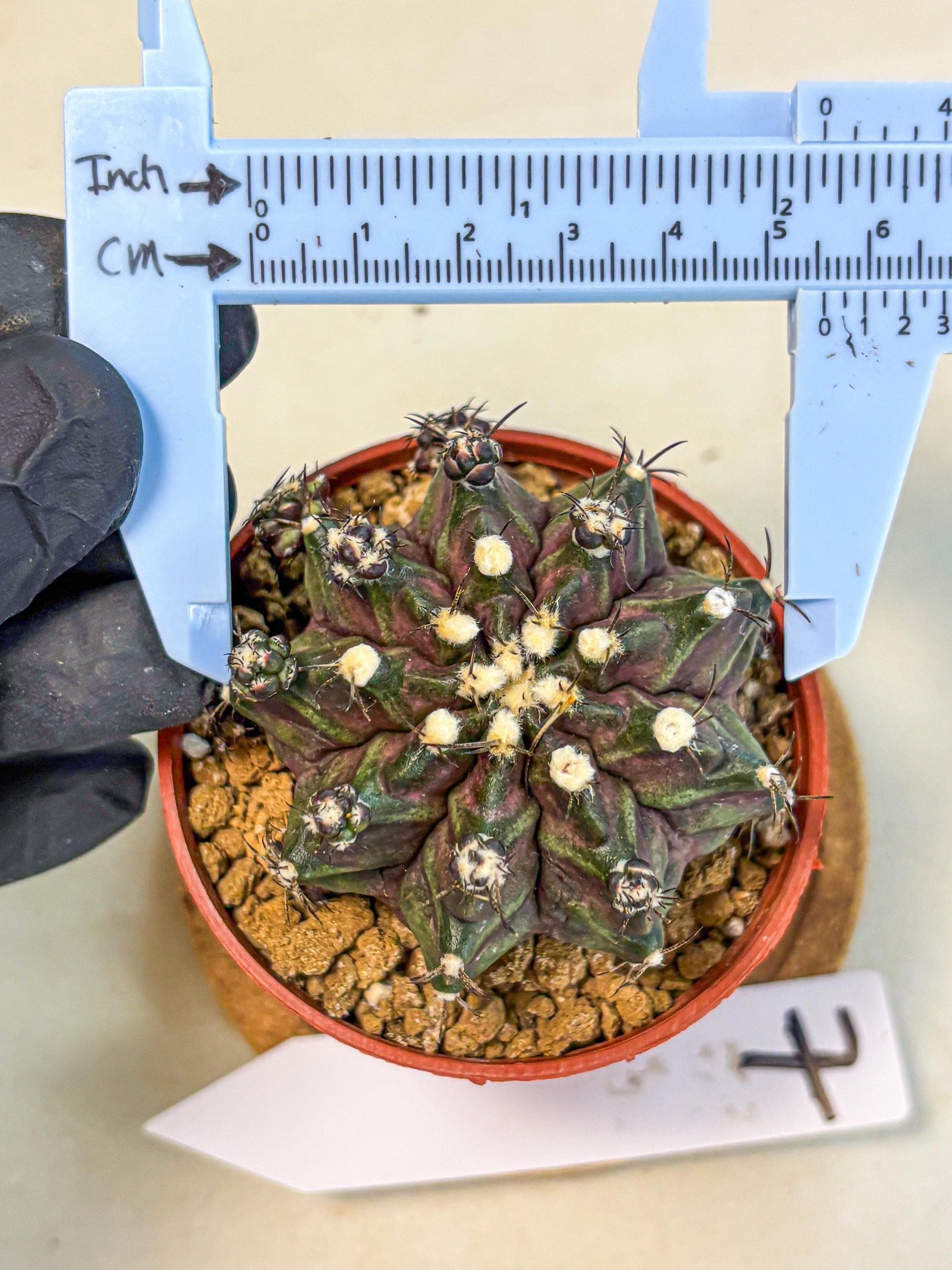 Gymnocalycium T-Rex (gy11) (p7) | Variegated Cactus