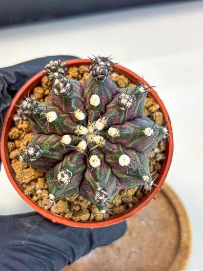 Gymnocalycium T-Rex (gy11) (p7) | Variegated Cactus