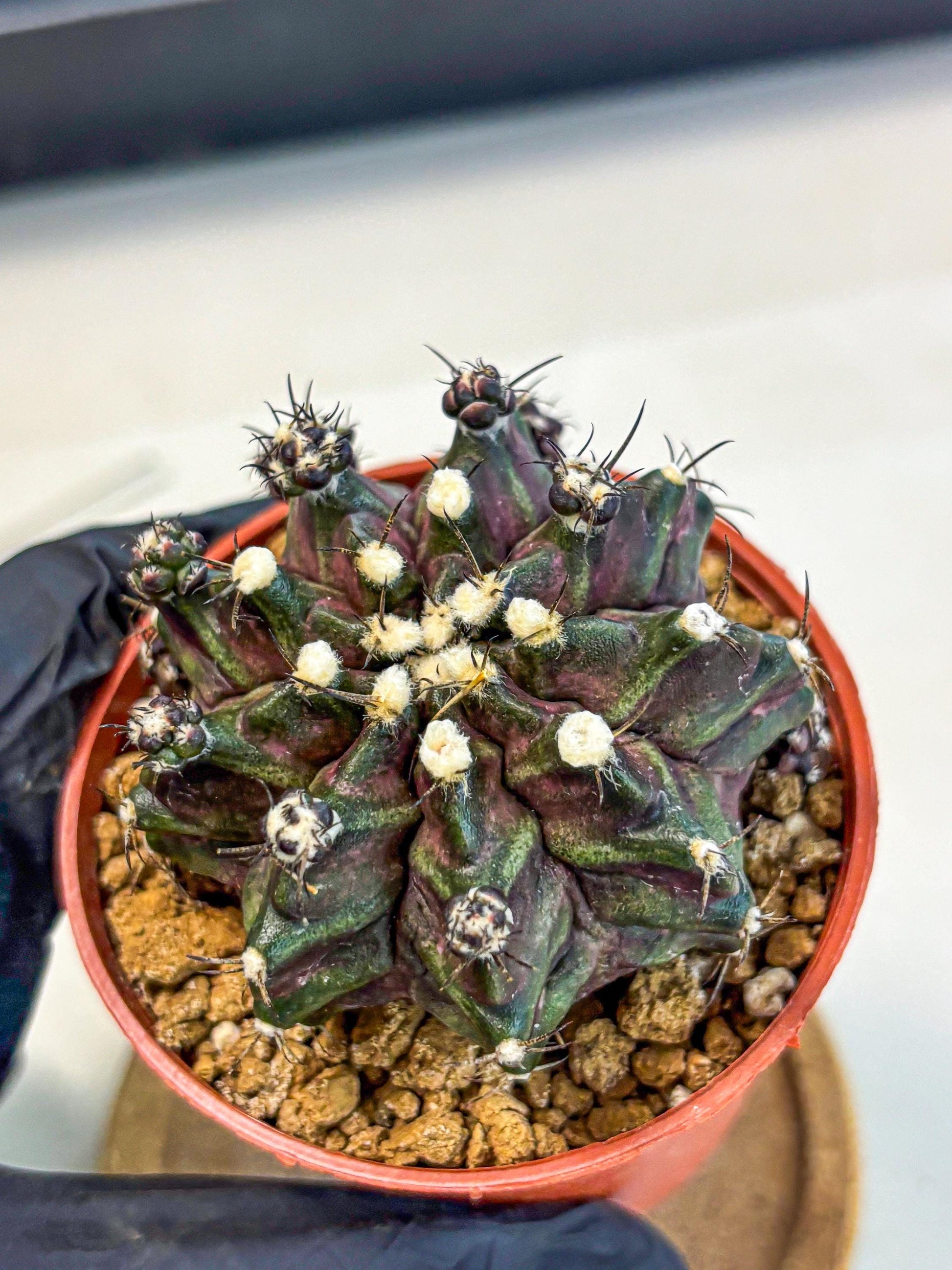 Gymnocalycium T-Rex (gy11) (p7) | Variegated Cactus