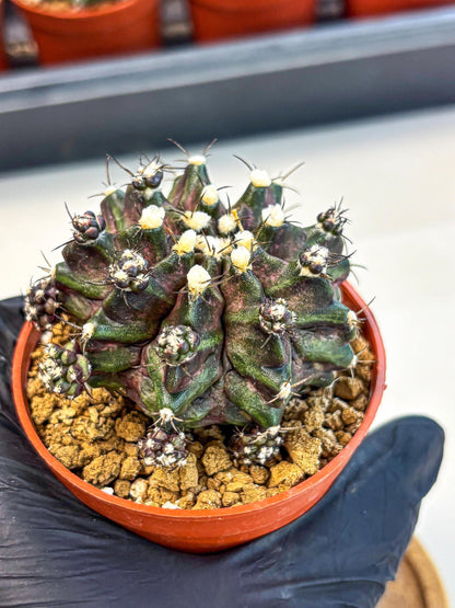 Gymnocalycium T-Rex (gy11) (p7) | Variegated Cactus