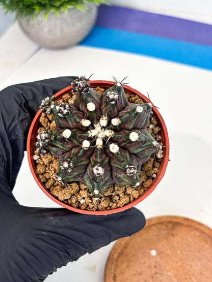 Gymnocalycium T-Rex (gy11) (p7) | Variegated Cactus