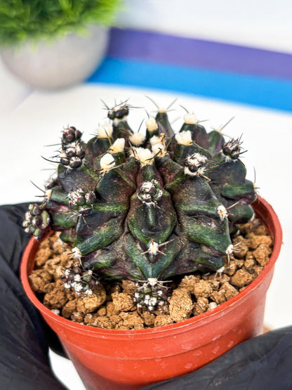 Gymnocalycium T-Rex (gy11) (p7) | Variegated Cactus