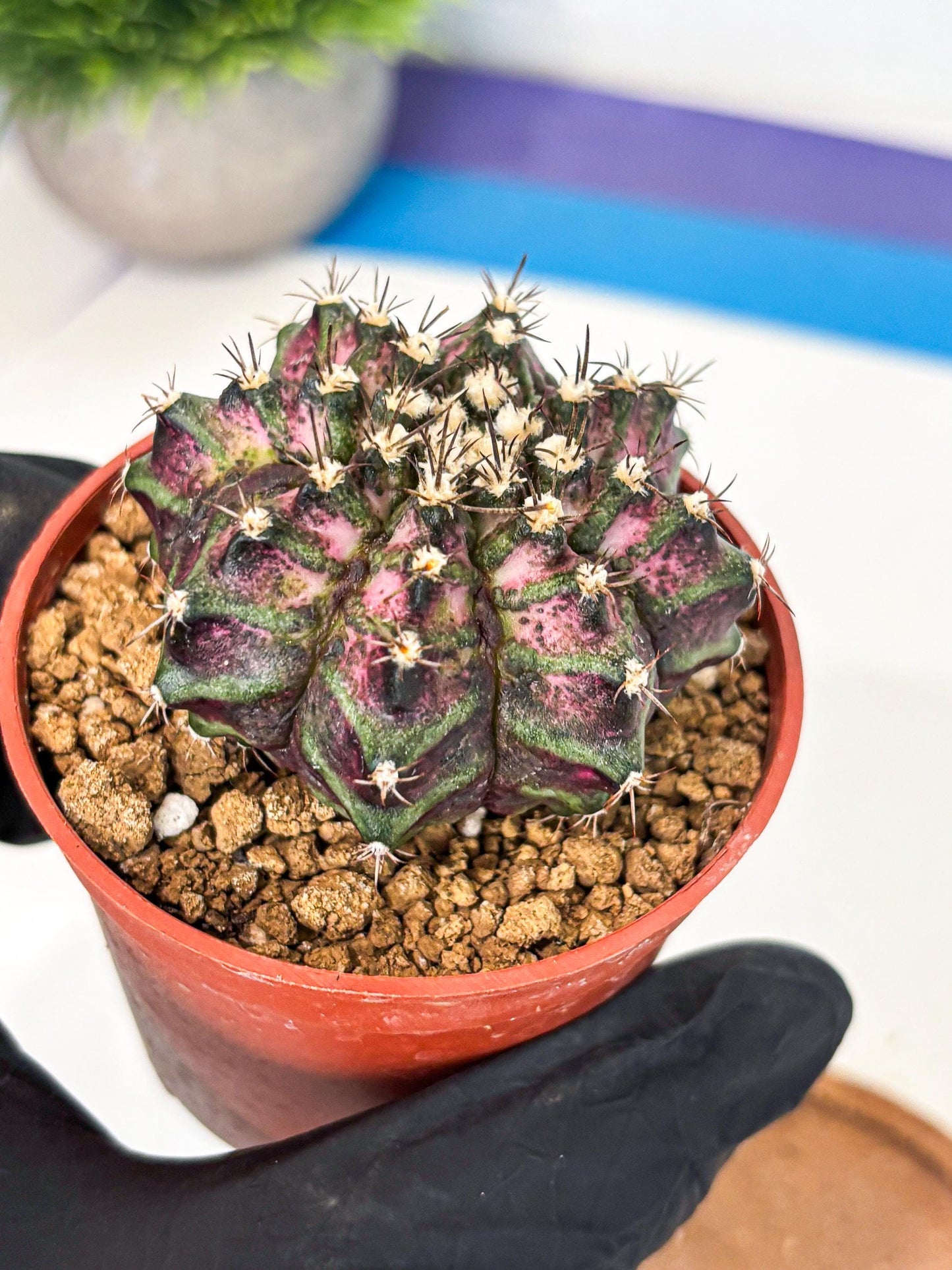 Gymnocalycium T-Rex (gy11) (r1) | Variegated Cactus