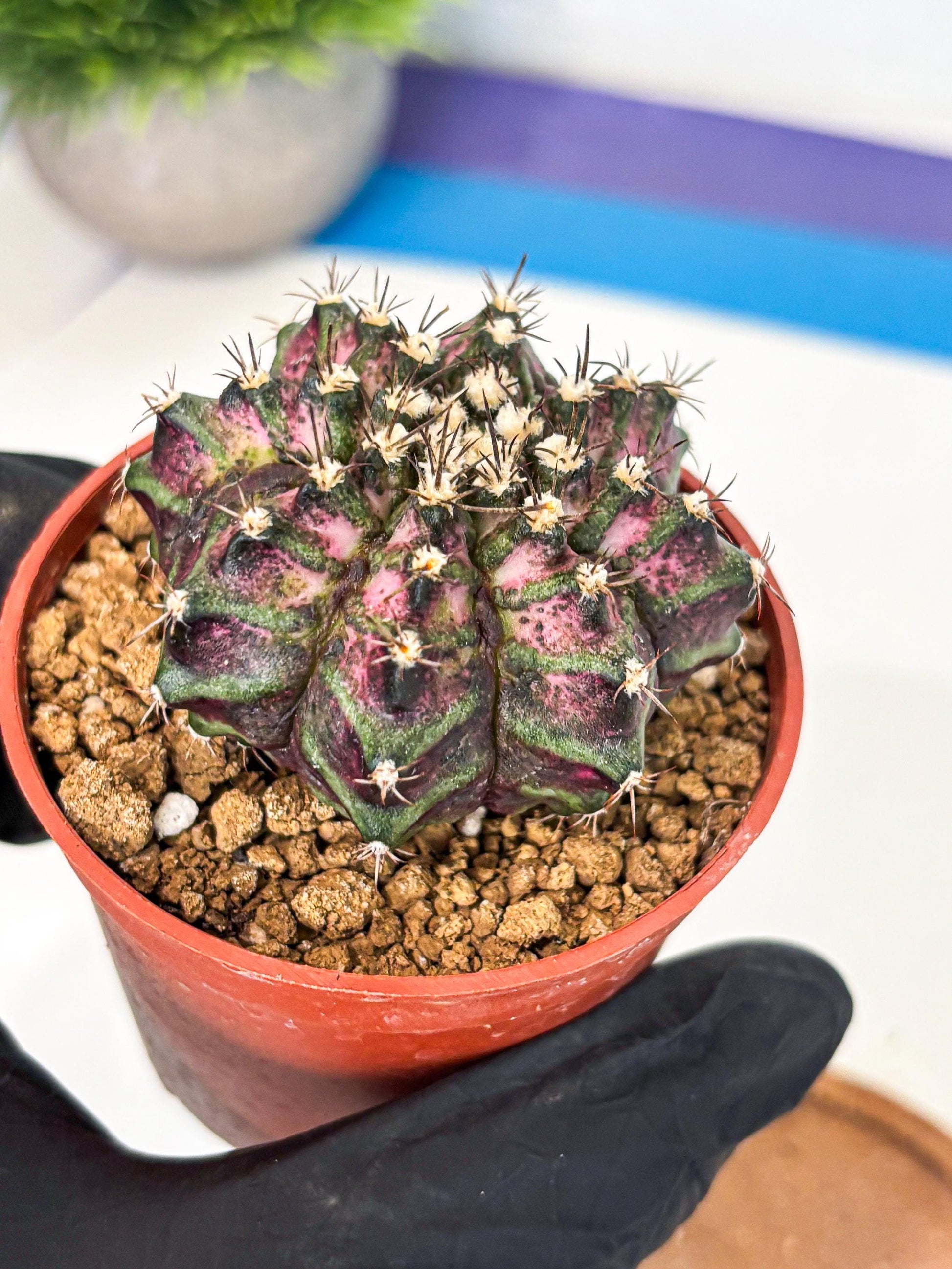 Gymnocalycium T-Rex (gy11) (r1) | Variegated Cactus