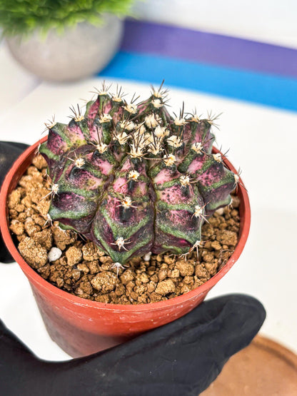 Gymnocalycium T-Rex (gy11) (r1) | Variegated Cactus