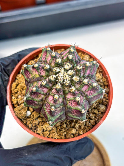 Gymnocalycium T-Rex (gy11) (r1) | Variegated Cactus