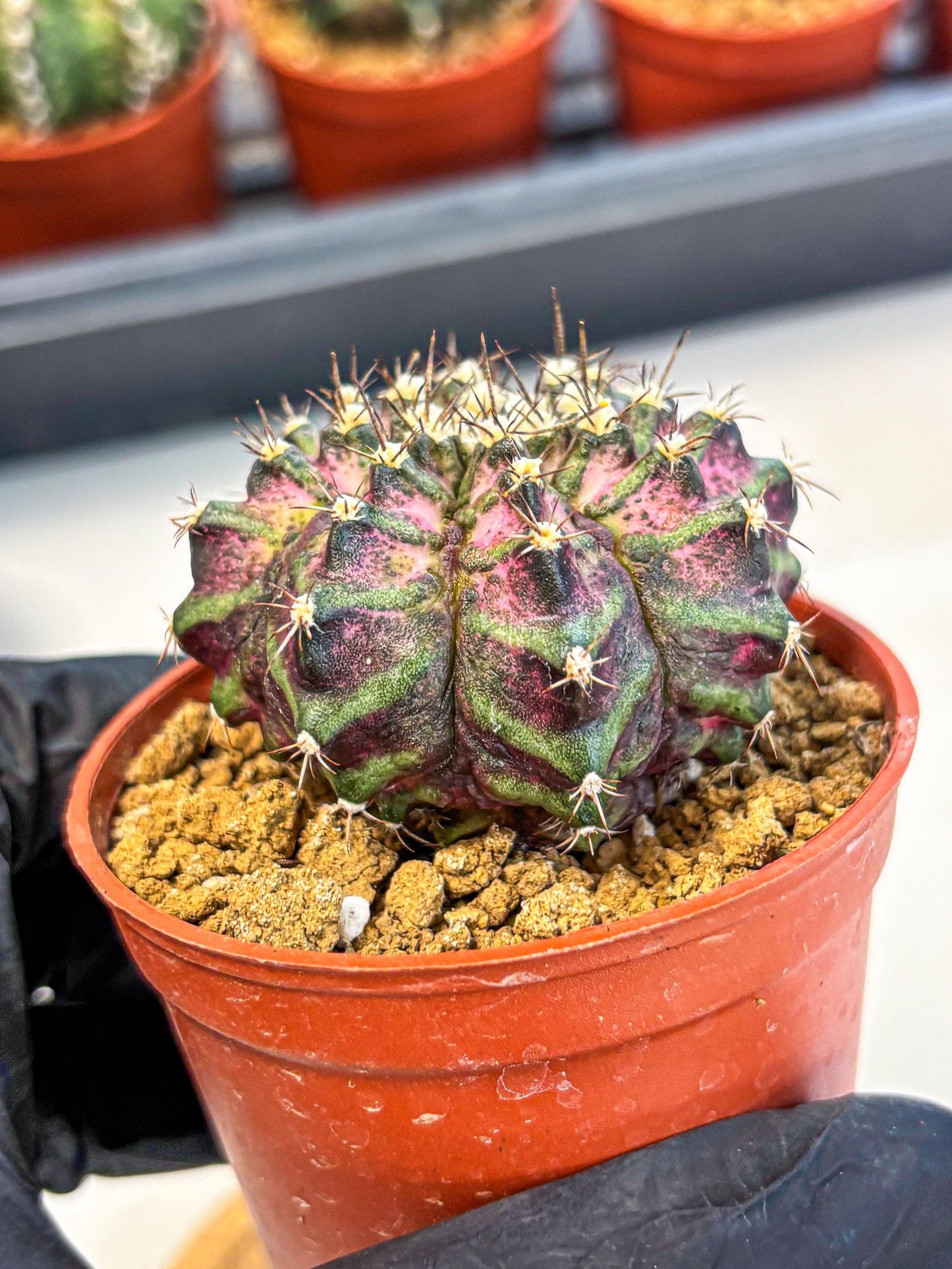 Gymnocalycium T-Rex (gy11) (r1) | Variegated Cactus