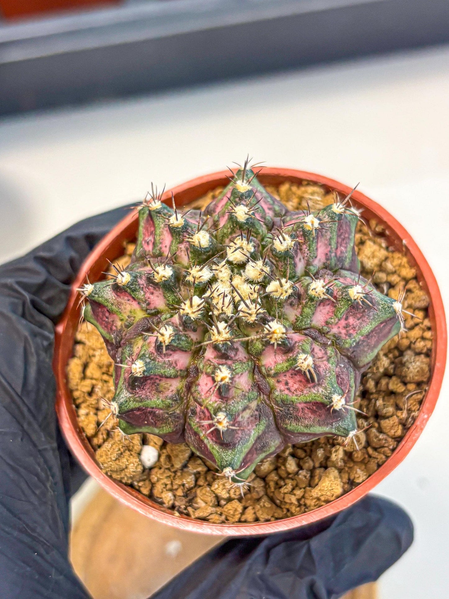 Gymnocalycium T-Rex (gy11) (r1) | Variegated Cactus