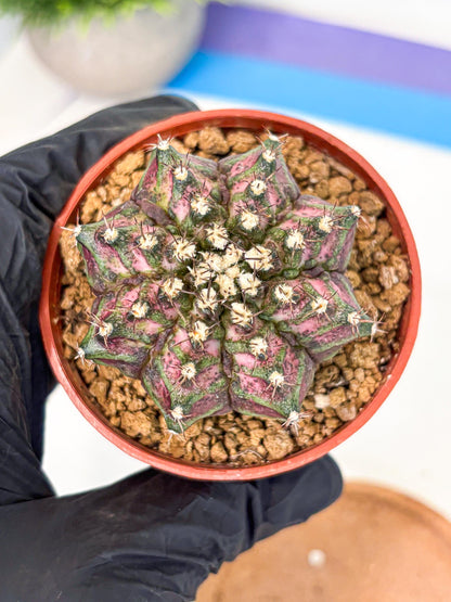 Gymnocalycium T-Rex (gy11) (r1) | Variegated Cactus
