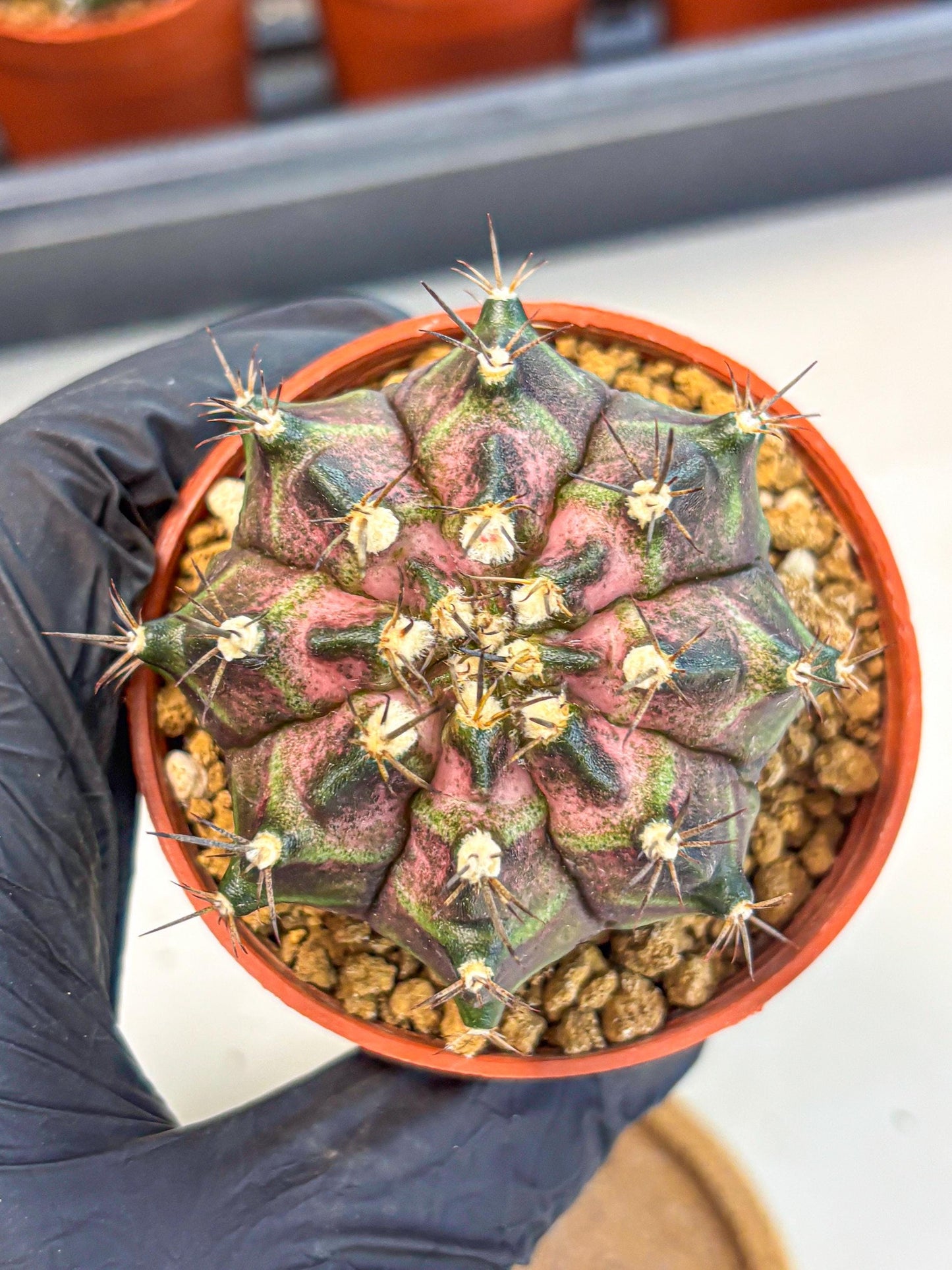 Gymnocalycium T-Rex (gy11) (r2) | Variegated Cactus