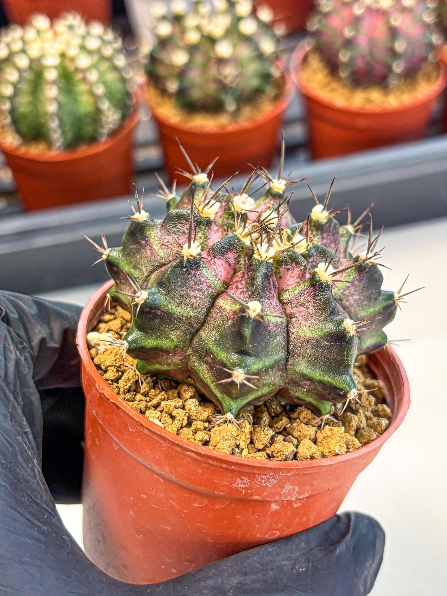Gymnocalycium T-Rex (gy11) (r2) | Variegated Cactus