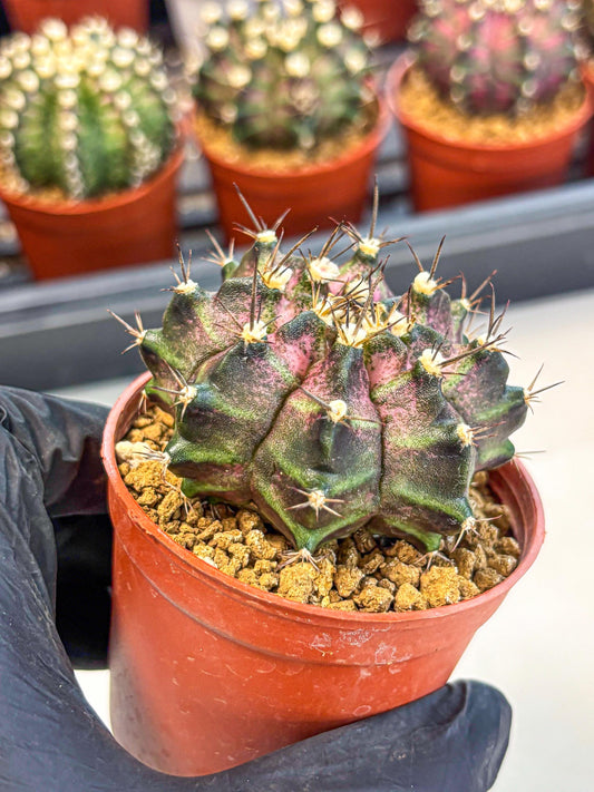 Gymnocalycium T-Rex (gy11) (r2) | Variegated Cactus